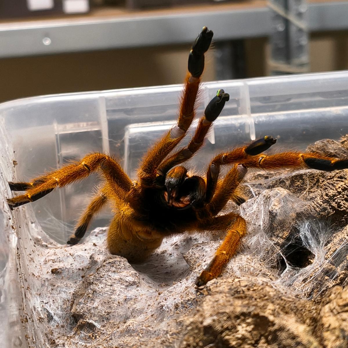 Pterinochilus murinus 3